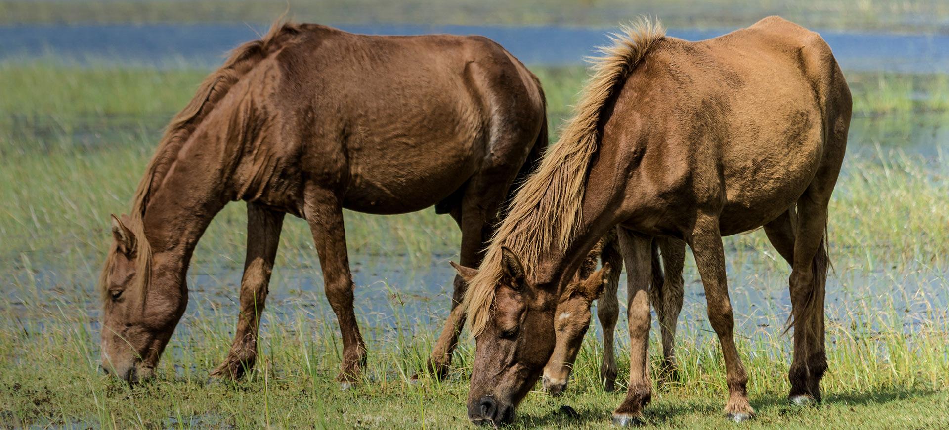 A view of Two Horses Grazing near Reed