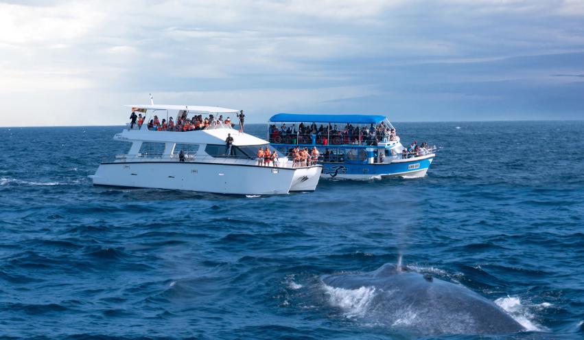 Whale back in the water and tourist yacht at Mirissa, Sri Lanka